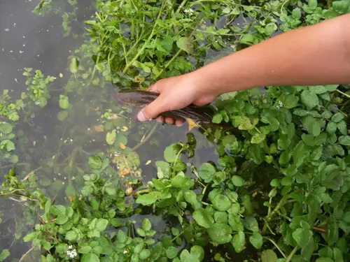 How to Grow Watercress