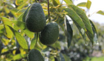 How to Grow Avocado Trees From Pits