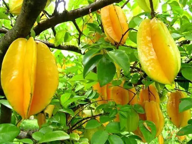 How to Grow Starfruit