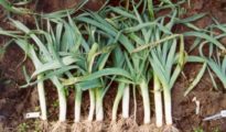 How to Grow Leeks – A Comprehensive Guide to Growing, Harvesting, and Cooking with Leeks