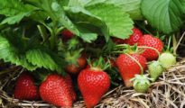 10 Tips for Growing Strawberries