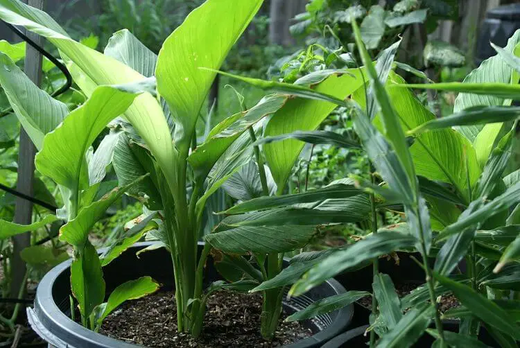 How to Grow Turmeric in Pots