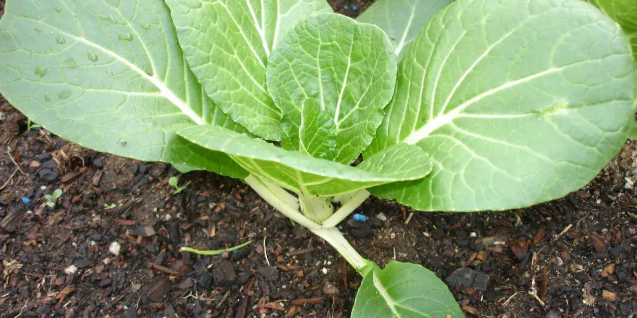 How to Grow Bok Choy