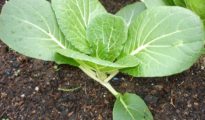 How to Grow Bok Choy