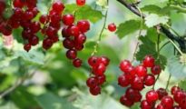 How to Grow Currants