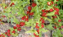 How to Grow Strawberry Spinach