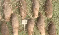 How to Grow Yams