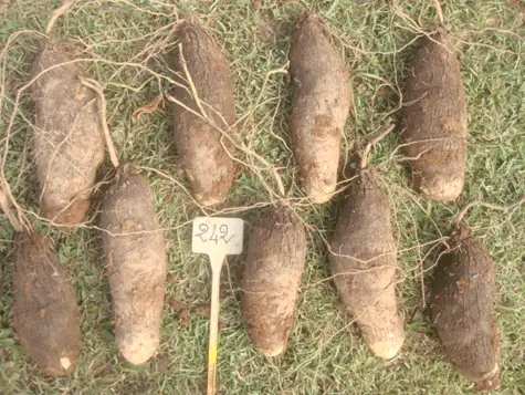 How to Grow Yams