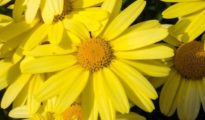 How to Grow Arnica Herbs