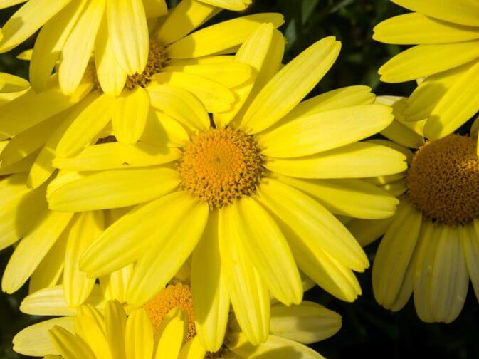 How to Grow Arnica Herbs