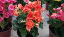 How to Grow Begonias