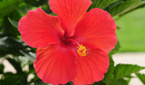 How to Grow Hibiscus