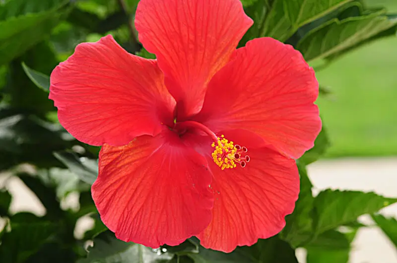 How to Grow Hibiscus