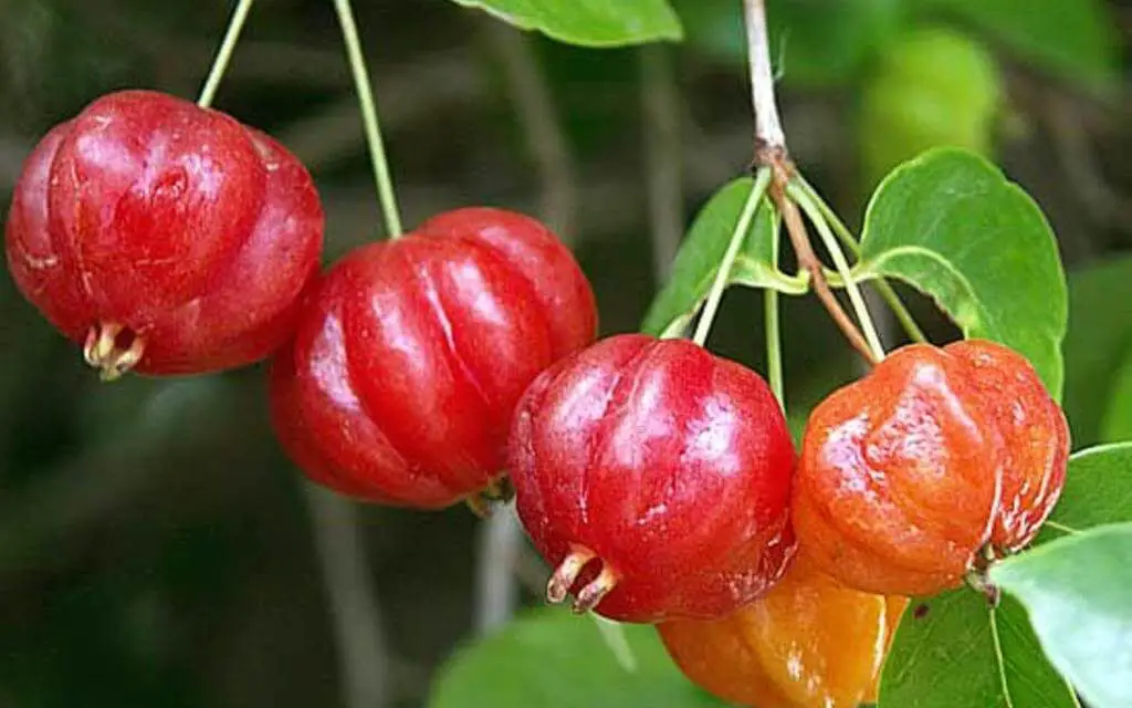 How to Grow Brazilian Cherry Trees