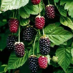 How to Grow Boysenberries