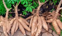 How to Grow Cassava, Also Known As Yuca