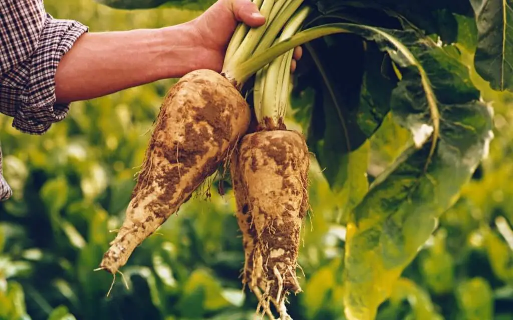 How to Grow Chicory in Your Garden