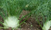 How to Grow Fennel Bulb