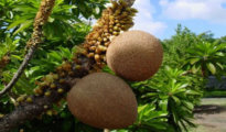 How to Grow a Mamey Tree AKA Sapote