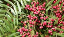 How to Grow a Peppercorn Plant