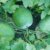 How to Grow Winter Melon