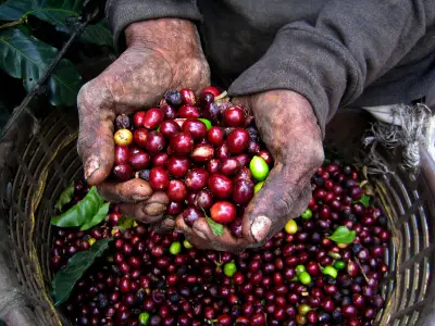 How to Grow Coffee Plants In Pots