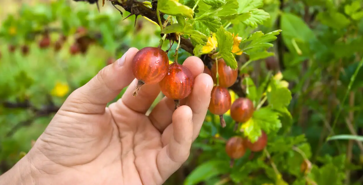 What to Plant in February: A Guide to Planting Fruits & Veggies in the Winter