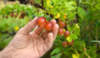 What to Plant in February: A Guide to Planting Fruits & Veggies in the Winter