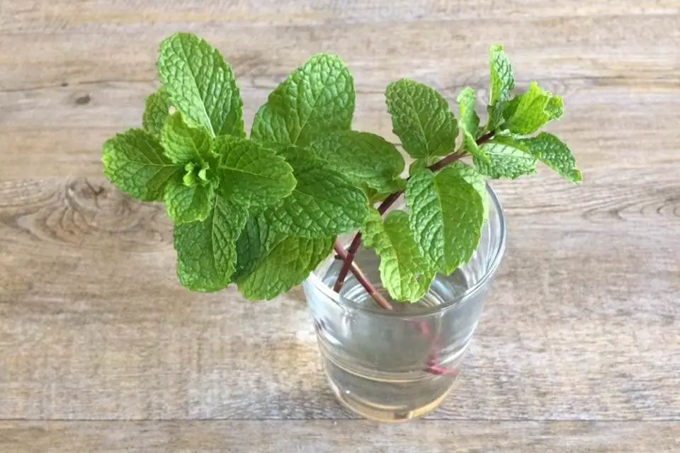 How to Grow Peppermint Plants at Home