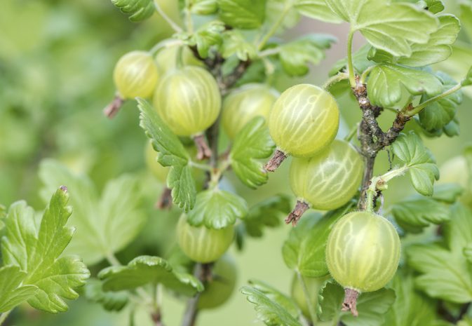 How to Grow Gooseberries in Your Garden or in Pots