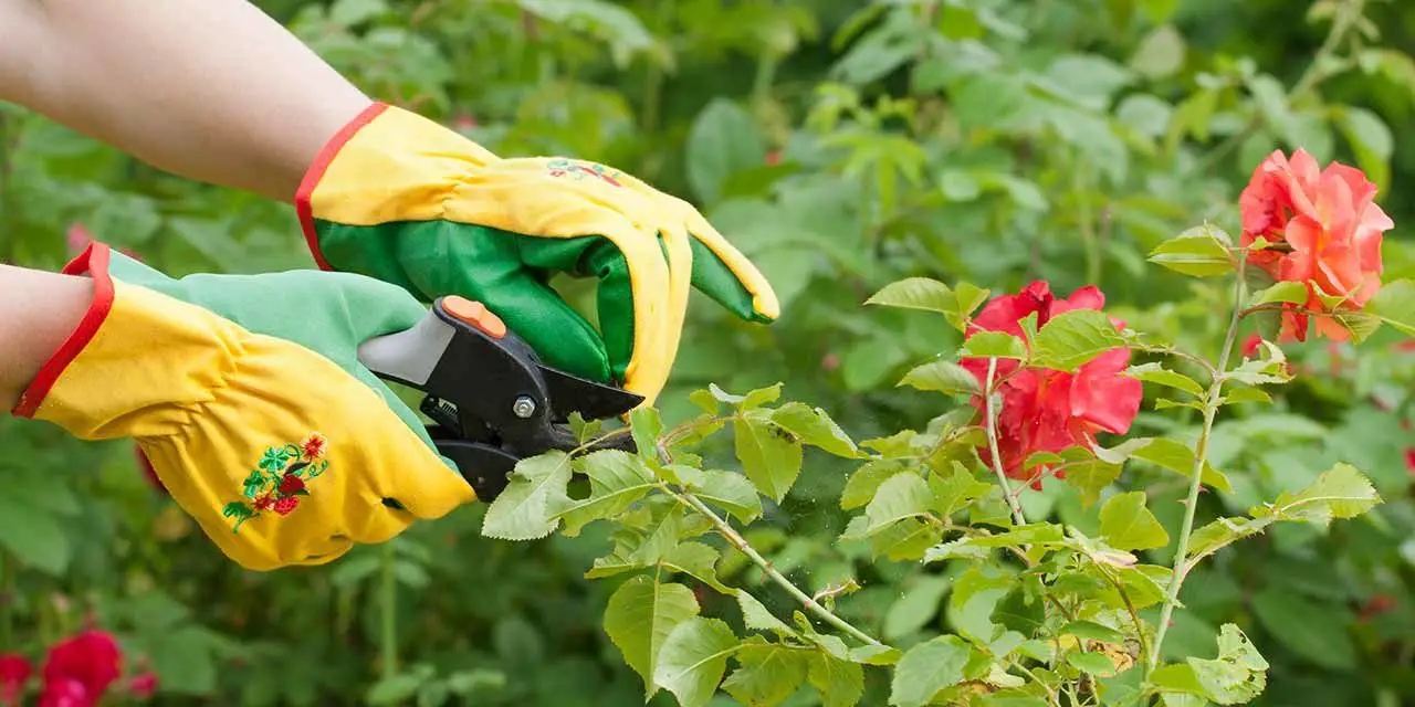 The Art of Pruning: Techniques for Shaping and Maintaining Healthy Plants