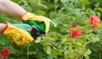 The Art of Pruning: Techniques for Shaping and Maintaining Healthy Plants