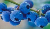 6 Tips for Growing Blueberries