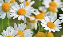 How to Grow Chamomile Indoors