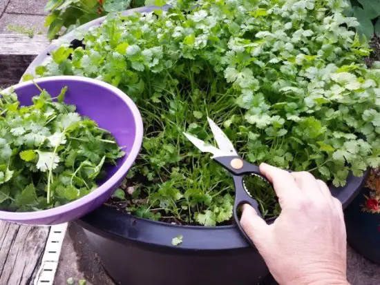 6 Tips for Growing Cilantro