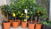 How to Grow Orange Trees in Pots