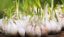 6 Garlic Growing Tips From the Pros