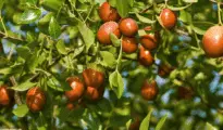 How to Grow Jujube Trees