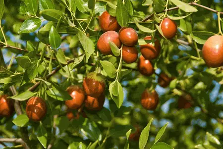 How to Grow Jujube Trees