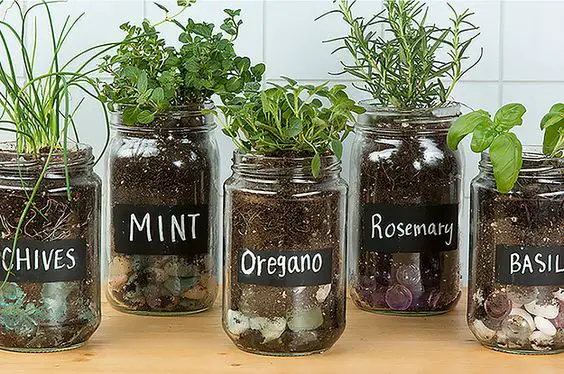 DIY Mason Jar Herb Garden