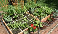 Top 10 Gardening Tips for Beginners