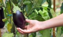 10 Tips for Growing Eggplant For an Amazing Harvest