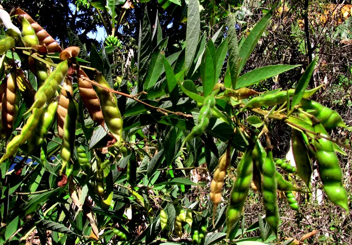 How to Grow Pigeon Peas