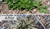 Mastering the Art of Weed Control: A Comprehensive Guide to Keeping Your Garden Bed Weed-Free