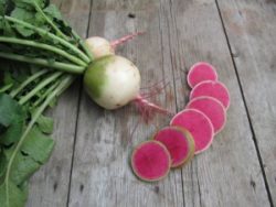 watermelon radish