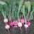 How to Grow Watermelon Radish