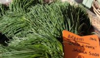 How to Grow Agretti, AKA Salsoa Soda