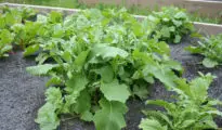 How to Grow Broccoli Rabe