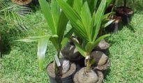 How to Grow Coconut Trees in Pots