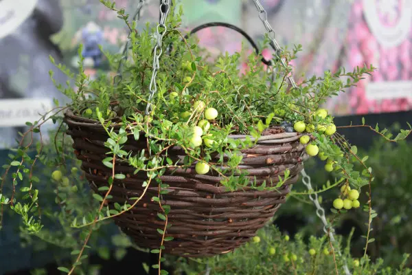 How to Grow Cranberries in Pots: Cranberry Plant Info